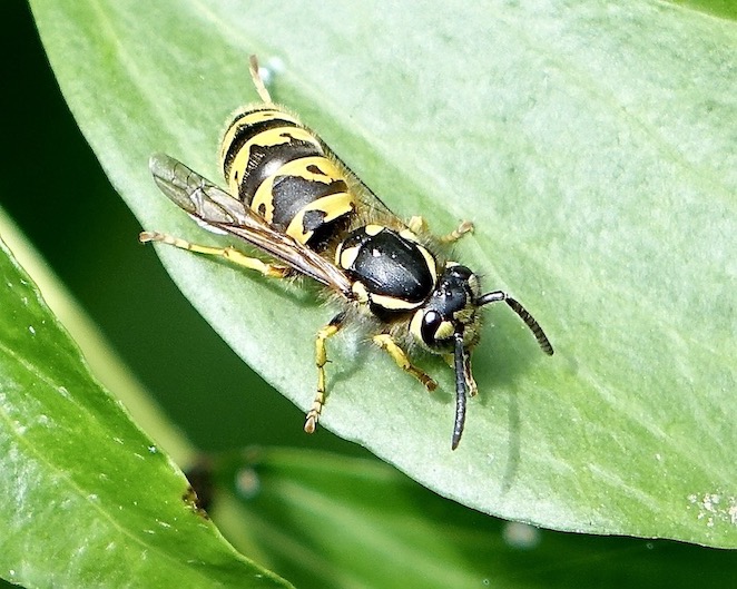 wasp